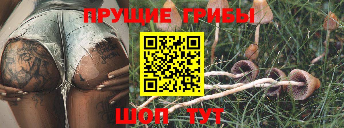 Галлюциногенные грибы Psilocybe Муравленко